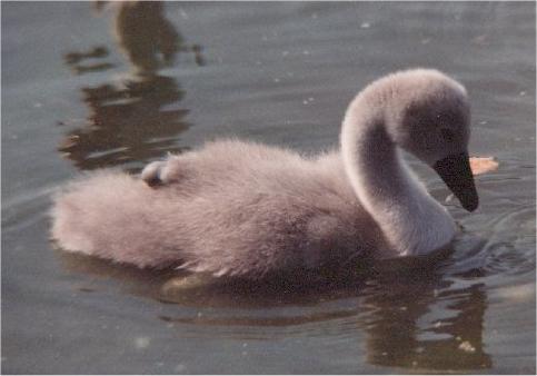 cygnet